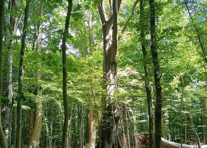 Promienna 7 アパート コウォブジェク